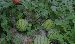 山西运城吃瓜爆料视频,揭秘当地独特美食文化